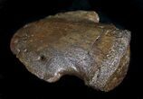 Hadrosaur Ungual (Foot Claw) - Montana #28097-2